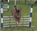 Veranstaltungsbild Kaninchen sind keine Hasen