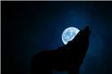 Veranstaltungsbild Werwolfabend
